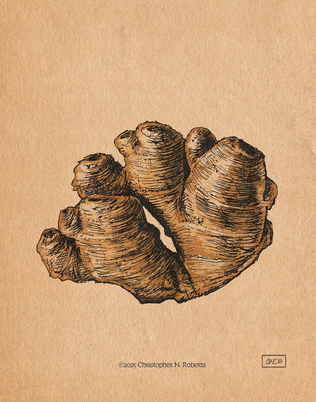 Ginger Root Natural Science Illustration - Kitchen and Restaurant Decor - Food Lover Gift | Art Print