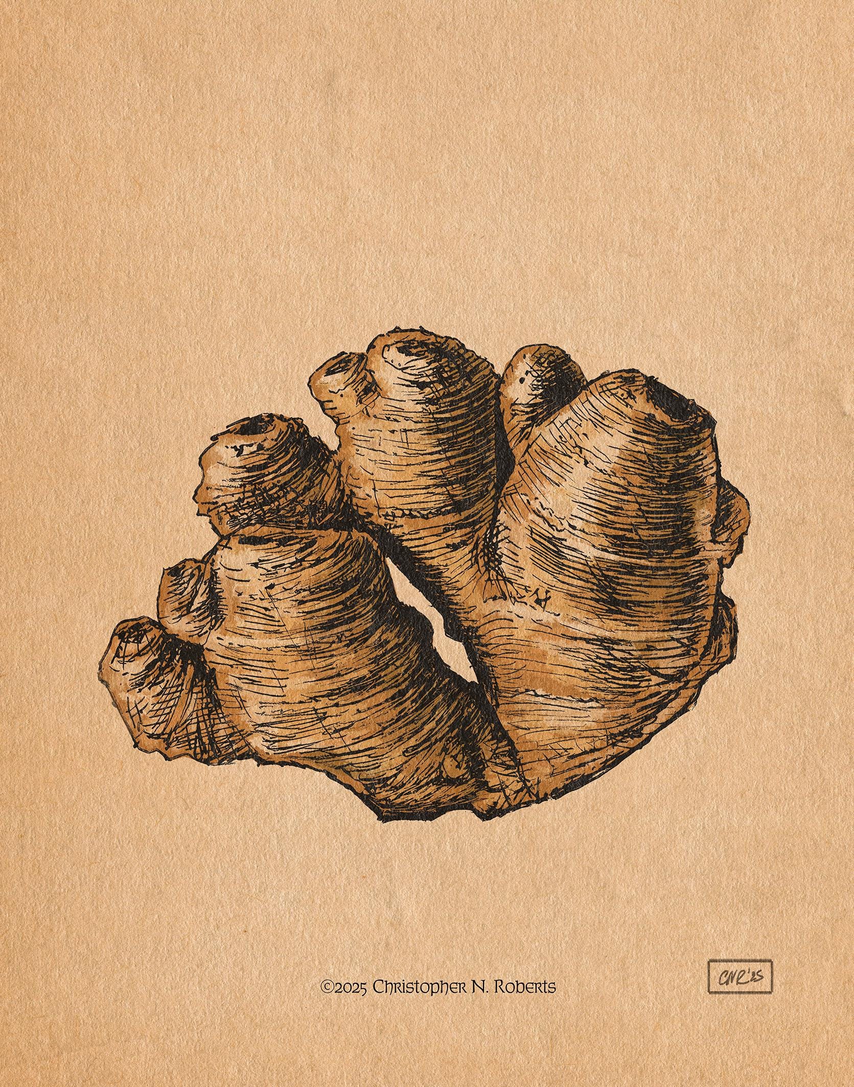 Ginger Root Natural Science Illustration - Kitchen and Restaurant Decor - Food Lover Gift | Art Print