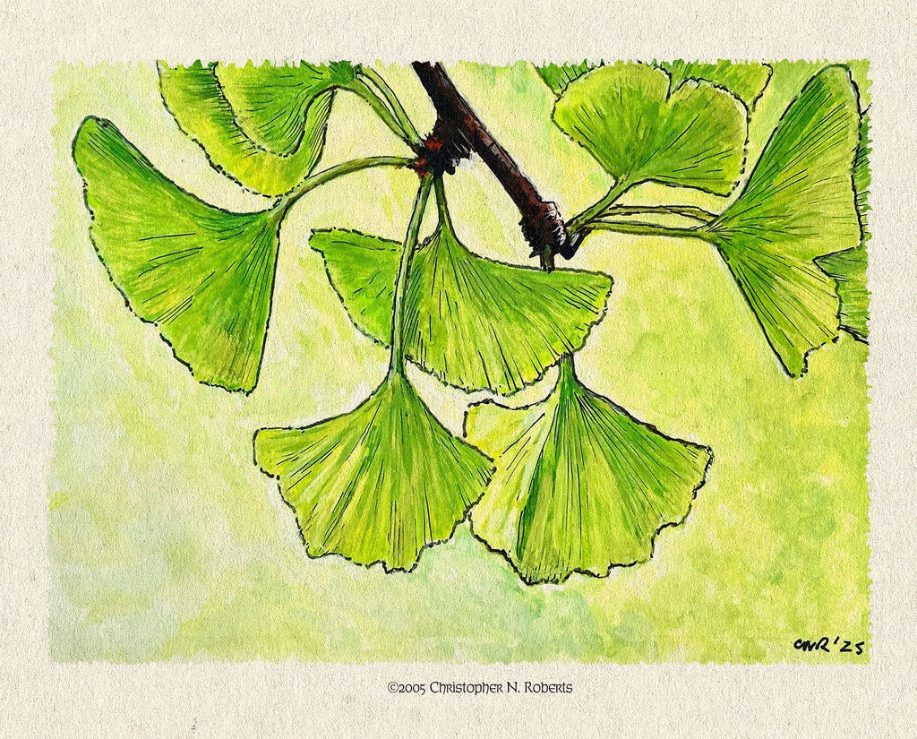 Ginkgo Leaves in Sunlight – Whimsical Botanical Nature  Decor – Watercolor | Art Print