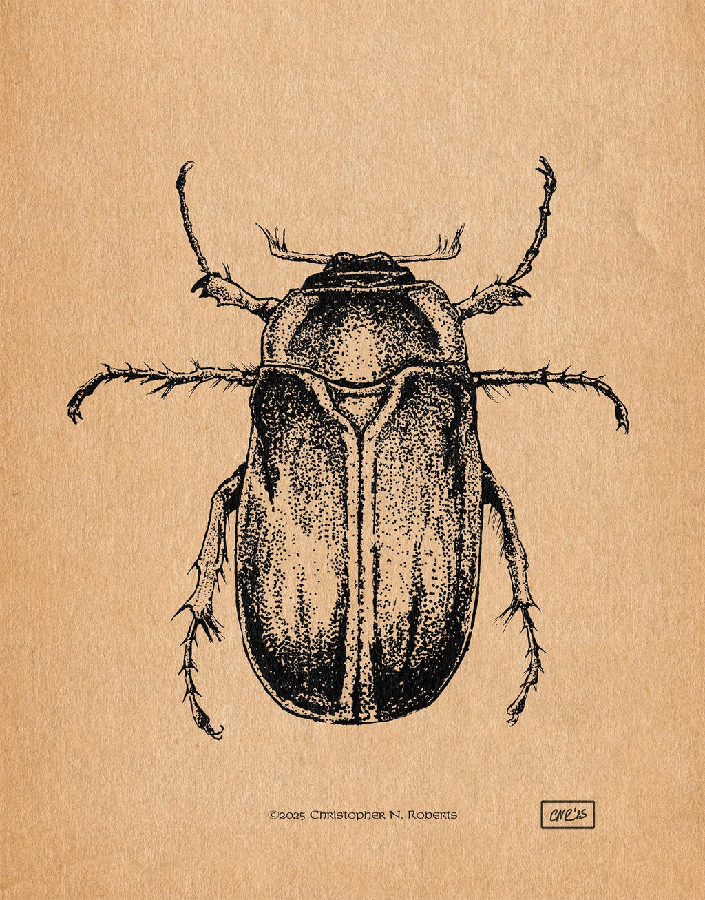 June Bug Entomology Study - Black and White Taxidermy Insect Illustration - Vintage Parchment | Art Print
