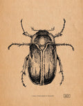 June Bug Entomology Study - Black and White Taxidermy Insect Illustration - Vintage Parchment | Art Print
