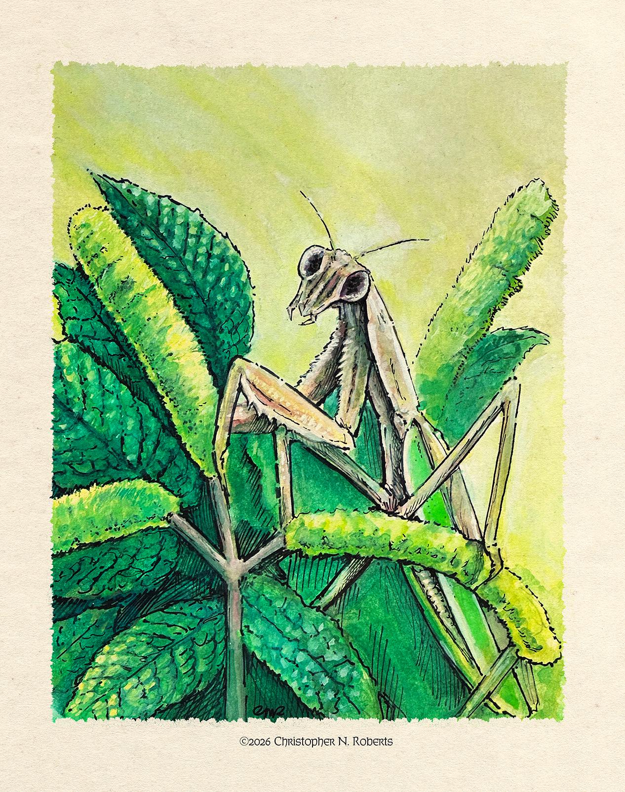 Praying Mantis Watercolor Print | Insect Nature Wall Art (8x10)