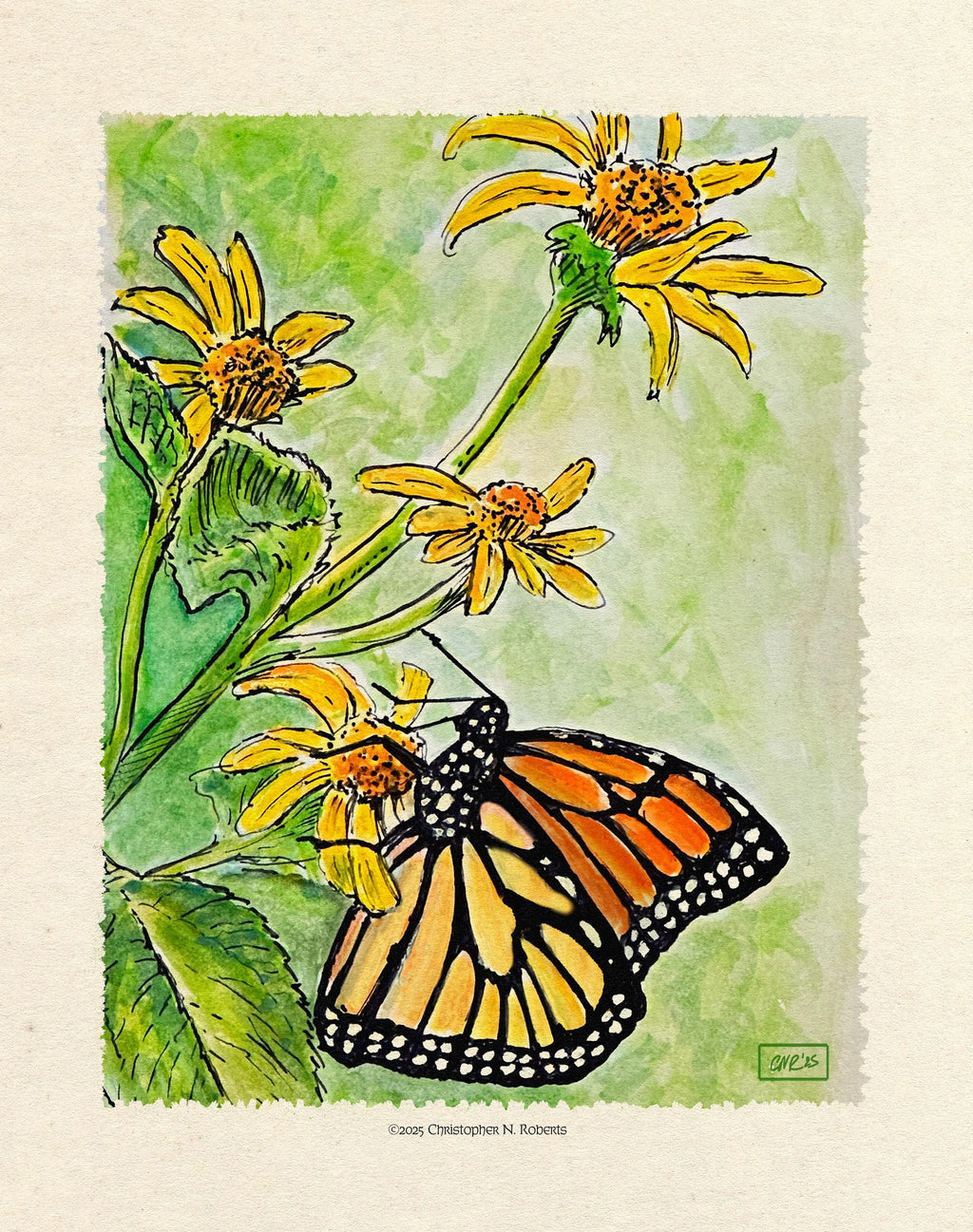 Monarch Butterfly Metamorphosis Part III - Watercolor Nature Study - American Monarch on Wildflower | Art Print