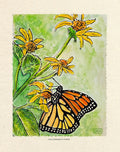 Monarch Butterfly Metamorphosis Part III - Watercolor Nature Study - American Monarch on Wildflower | Art Print