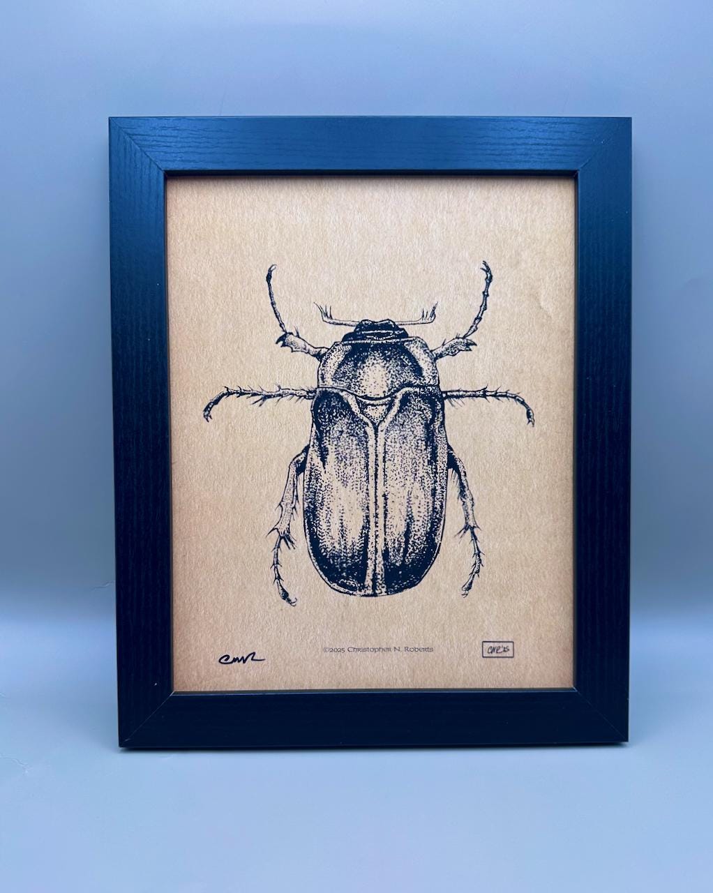 June Bug Entomology Study - Black and White Taxidermy Insect Illustration - Vintage Parchment | Art Print