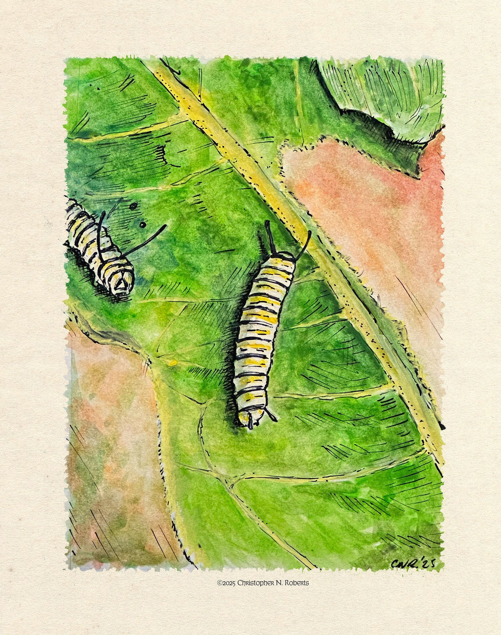 Monarch Butterfly Caterpillar Metamorphosis Part I - Whimsical Caterpillars on Milkweed | Art Print