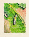 Monarch Butterfly Caterpillar Metamorphosis Part I - Whimsical Caterpillars on Milkweed | Art Print