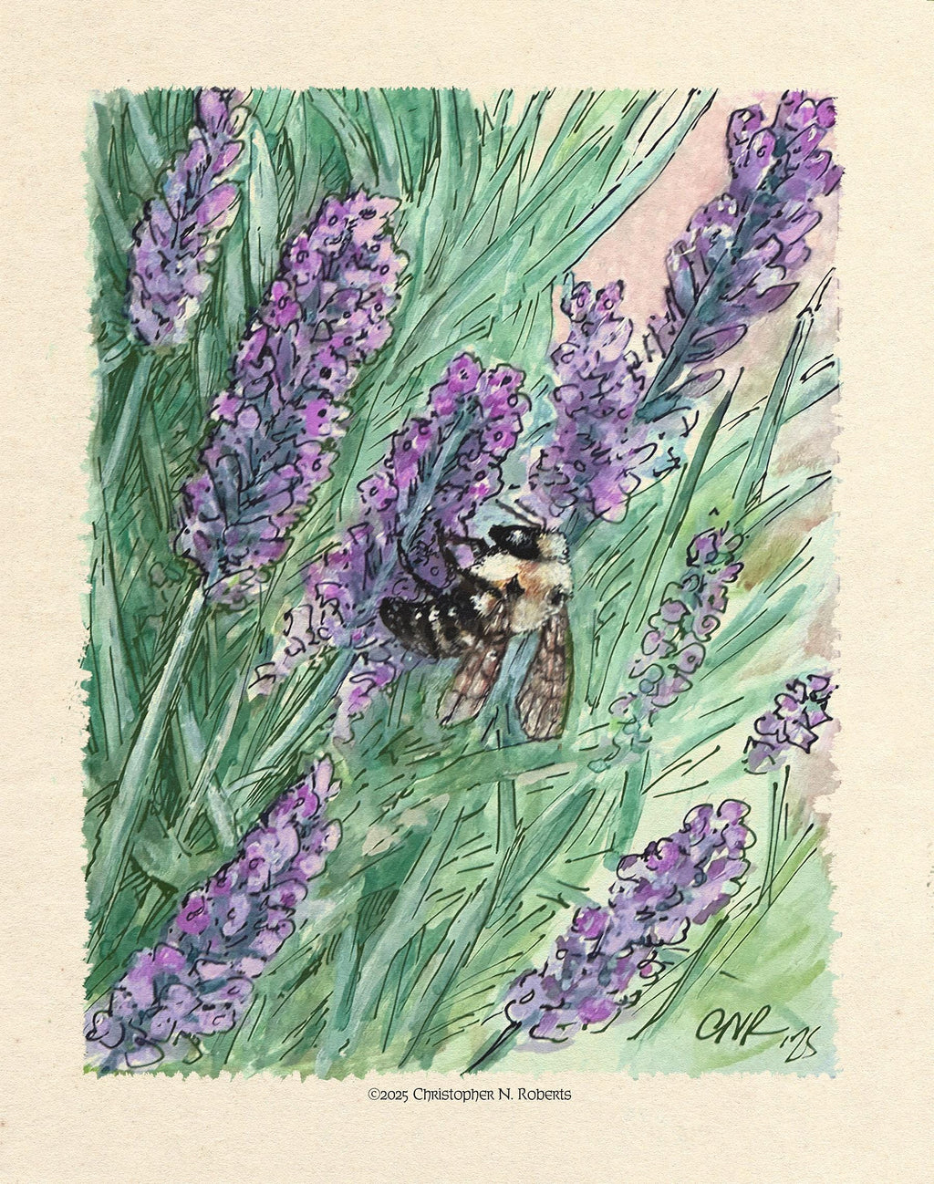 Bumble Bee on Lavender - Nature Lover Botanical Illustration - Watercolor and Pen | Art Print