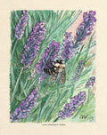 Bumble Bee on Lavender - Nature Lover Botanical Illustration - Watercolor and Pen | Art Print