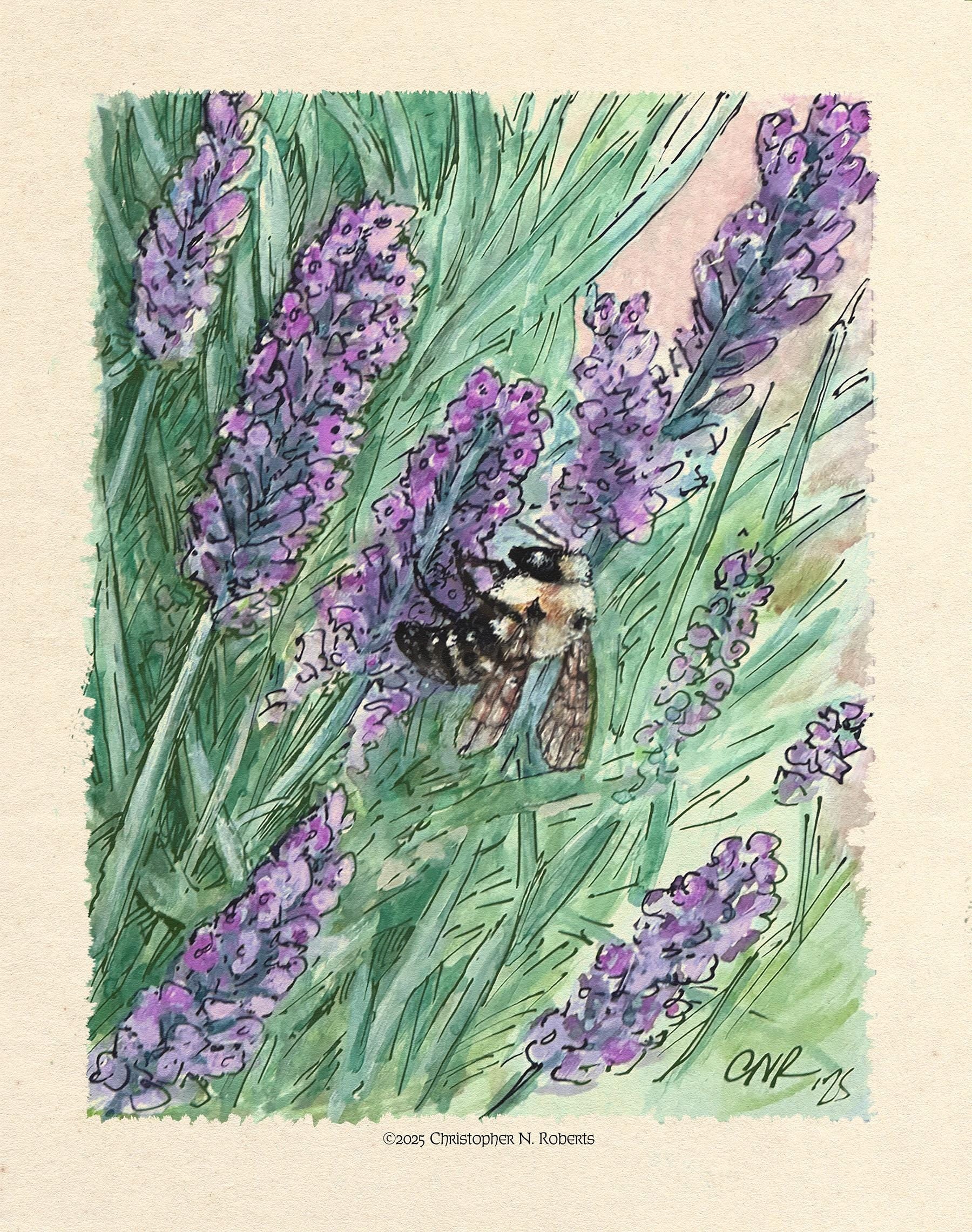 Bumble Bee on Lavender - Nature Lover Botanical Illustration - Watercolor and Pen | Art Print