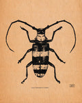 Longhorn Beetle Pen & Ink Taxidermy Study - Black and White Insect | Art Print