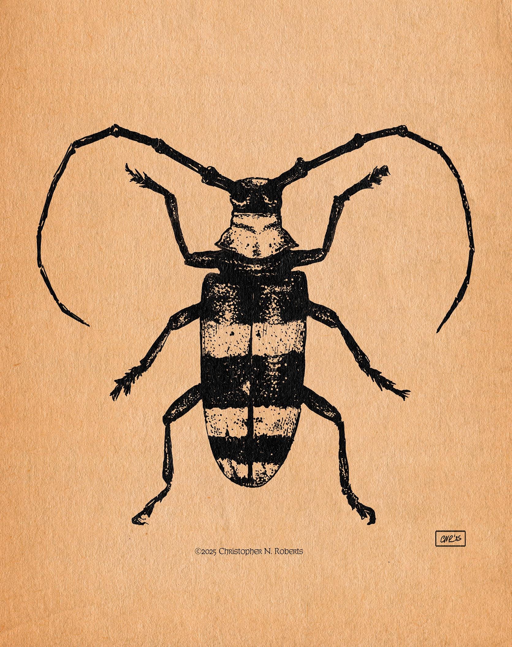 Longhorn Beetle Pen & Ink Taxidermy Study - Black and White Insect | Art Print
