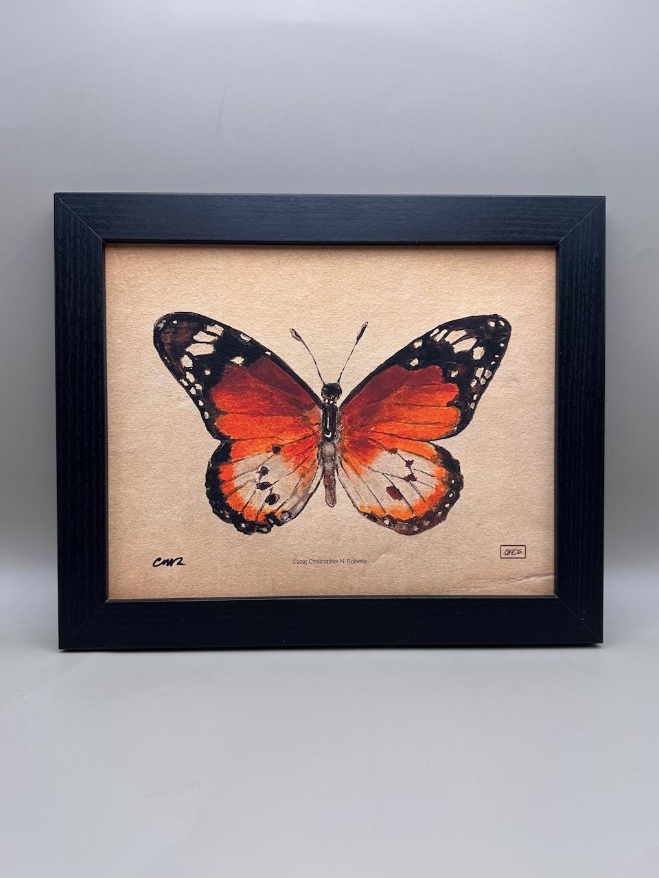African Monarch Watercolor Taxidermy Study - Vintage Parchment Variant | Art Print