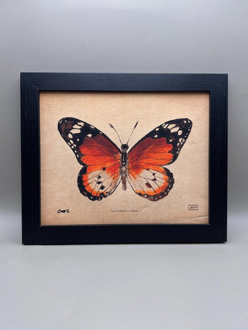 African Monarch Watercolor Taxidermy Study - Vintage Parchment Variant | Art Print